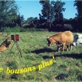 Chien photographiant des vaches : Ne bousons plus »(CAP0045)