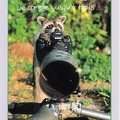 Carte d'anniversaire: raton laveur photographiant avec un Nikon<br />(CAP0053)