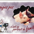 Cochons : « Bougez pas... C'est un portrait de famille »<br />(CAP0242)
