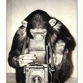 « Le petit oiseau... », singe tenant un appareil photo(CAP0247)