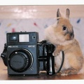 Lapin avec un Polaroid 600 SE<br />(CAP0276)