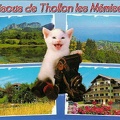 « Gros bisous de Thollon les Mémises » : chat avec app. photo<br />(CAP0297)