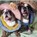 Couple de chiens habillés avec appareil photo : « Avec toi, j'irai au bout du monde ! »<br />(CAP0311)