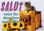 Chat couché sur une chambre : « Salut, voici les dernières nouvelles »(CAP0355)
