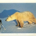 Ours polaire devant un appareil(CAP0838)