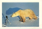 Ours polaire devant un appareil(CAP0838)