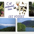 Les Vosges, vache photographe<br />(CAP1080)