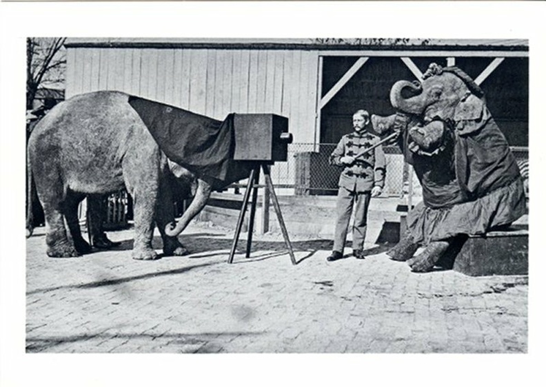 Eléphants photographes(CAP1117)