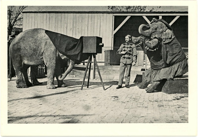 _double_Eléphants photographes(CAP1117a)