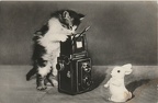 Chaton photographe(CAP1349)