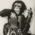 Chimpanzé avec un Rolleiflex<br />(CAP1381)