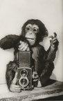 Chimpanzé avec un Rolleiflex(CAP1381)