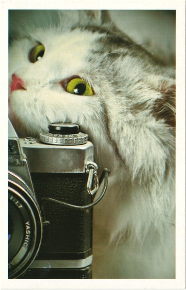 Chat photographe(CAP1740)