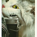 Chat photographe(CAP1740)