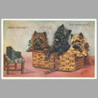 3 fox-terriers, Mabel Gear(CAP1876)