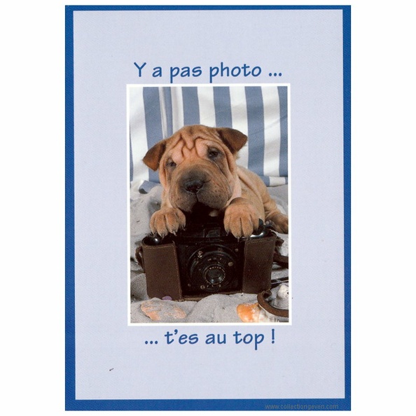 Chien avec un Photax(CAP1903)