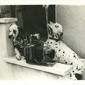 Photo de 2 chiens avec une Linhof Technika(NOT0581)