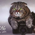 Calendrier : chat posé sur un Zenit - 2016(NOT0585)