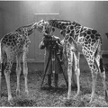 Calendrier : girafes - 2014(NOT0599)
