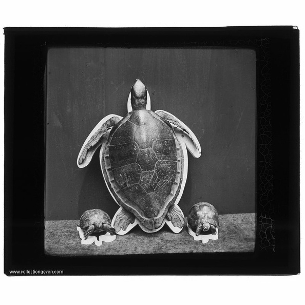 Tortues terrestres et marines - Museum - Paris.(VUF1602)