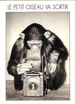 « Le petit oiseau... », singe tenant un appareil photo(CAP0247)
