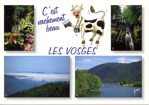 Les Vosges, vache photographe(CAP1080)