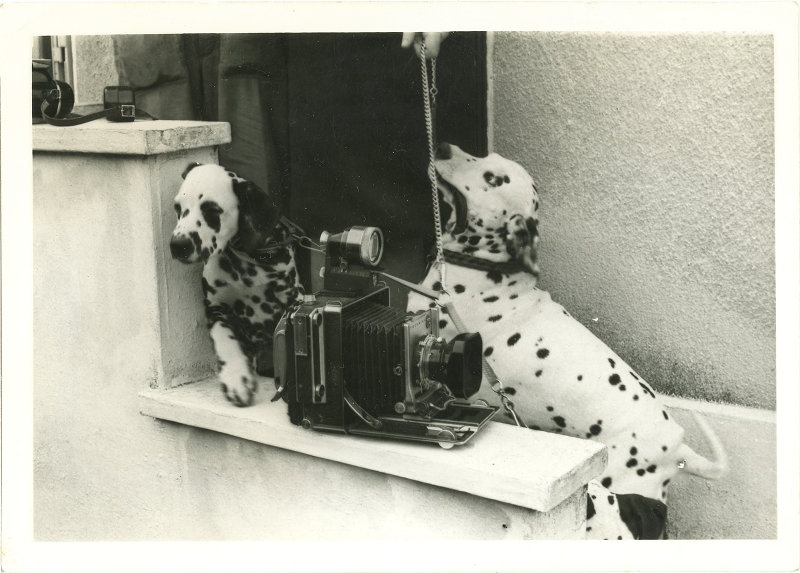 Photo de 2 chiens avec une Linhof Technika(NOT0581)