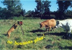 Chien photographiant des vaches : Ne bousons plus »(CAP0045)