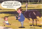 « Ne bouge pas! attention au petit oiseau » (autruche)(CAP0213)