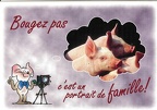 Cochons : « Bougez pas... C'est un portrait de famille »(CAP0242)