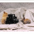 Lapins avec Polaroid 600 SE<br />(CAP0282)