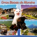 « Gros bisous de Morzine » : chat avec app. photo(CAP0353)
