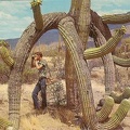 Photographe sous un cactus (saguarc)(CAP0561)