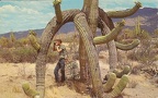 Photographe sous un cactus (saguarc)(CAP0561)