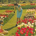 Mère photographiant ses enfants au milieu des tulipes<br />(CAP0659)