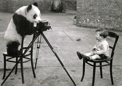 Panda photographiant un enfant(CAP0664)