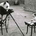 Panda photographiant un enfant(CAP0664)