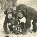 2 singes avec un Flexaret(CAP0992)