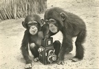 2 singes avec un Flexaret(CAP0992)