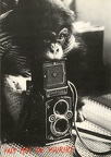 Singe et Rolleiflex(CAP1040)