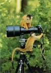 2 singes sur un Minolta Dynax 9xi(CAP1066)