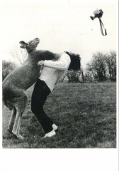 Kangourou frappant une photographe(CAP1115)