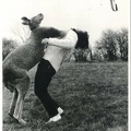 Kangourou frappant une photographe<br />(CAP1115)