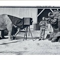 Eléphants photographes(CAP1117)