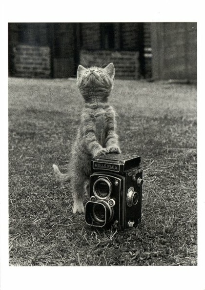 Chat sur un Rolleiflex(CAP1184)