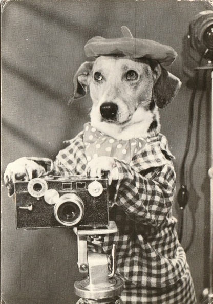 Chien avec un Argus C2(CAP1380)