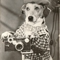 Chien avec un Argus C2(CAP1380)