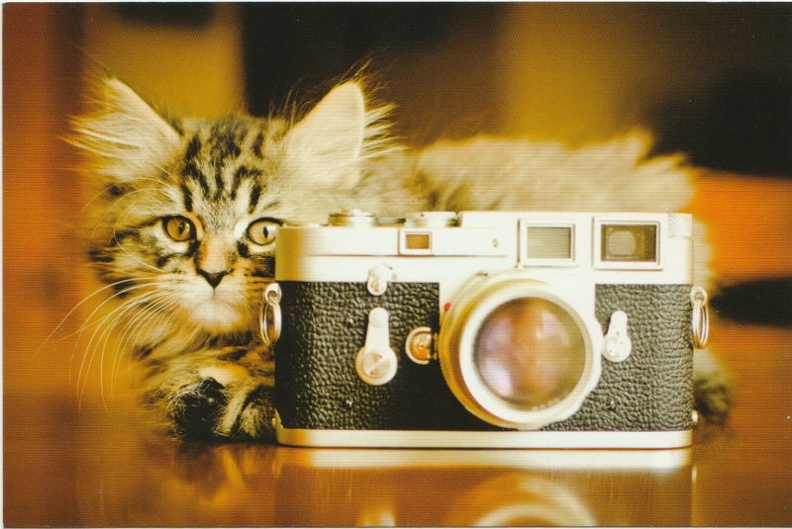 Chat derrière un Leica M3 (CAP1429)