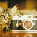 Chat derrière un Leica M3 <br />(CAP1429)