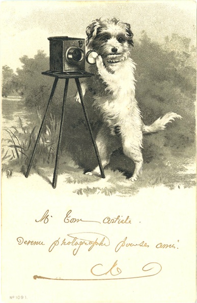 Chien photographe(CAP1589)